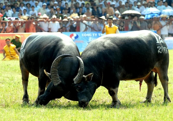 Do Son Buffalo Fighting Festival - Hai Phong City Festival